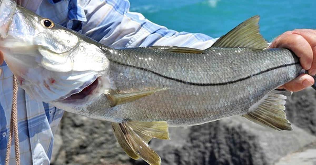 Pictures of Snook Fish