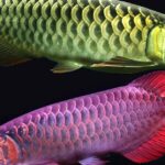 Pictures of Asian Arowana