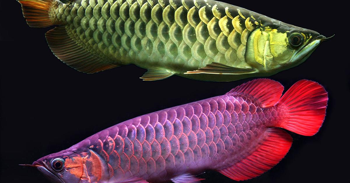 Pictures of Asian Arowana