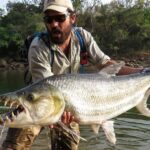 Pictures of Goliath Tigerfish