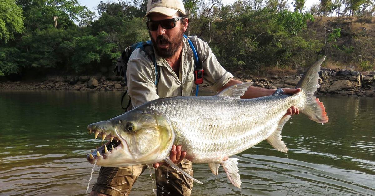 Pictures of Goliath Tigerfish