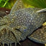 Pictures of Blue Eyed Pleco