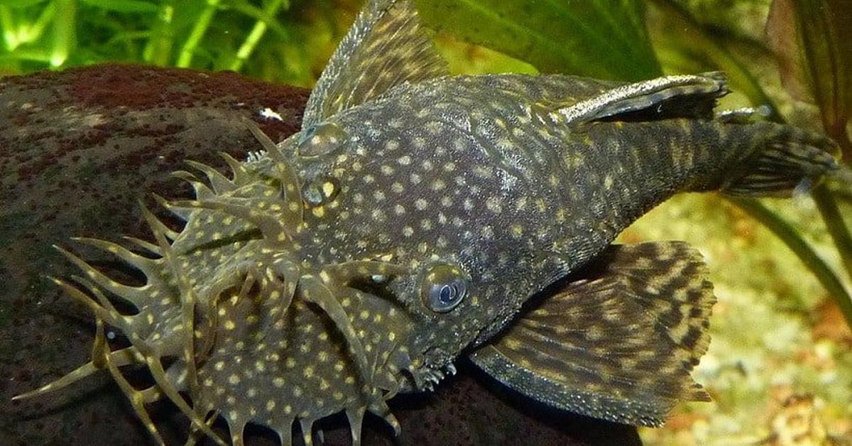 Pictures of Blue Eyed Pleco