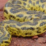 Pictures of Yellow Anaconda