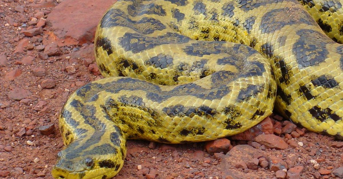 Pictures of Yellow Anaconda