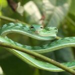 Pictures of Tree Snake