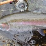 Pictures of Steelhead Salmon