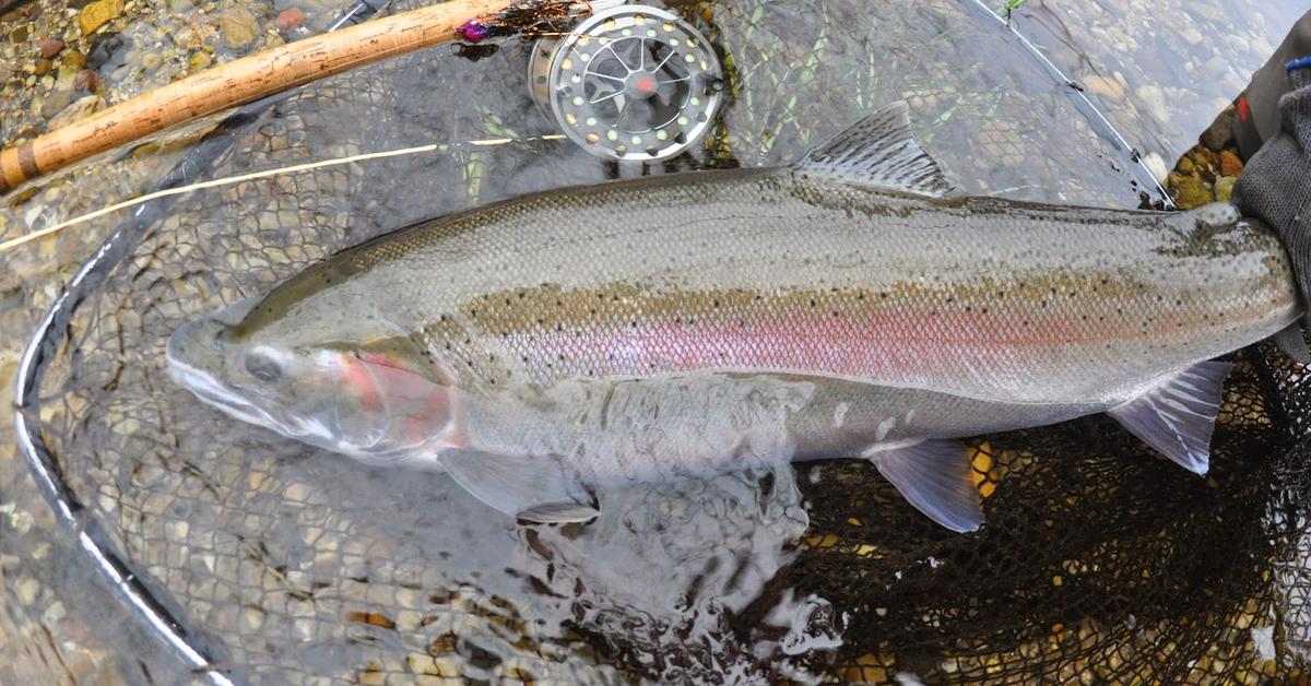 Pictures of Steelhead Salmon