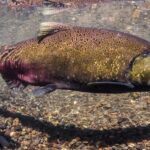 Pictures of Chinook Salmon