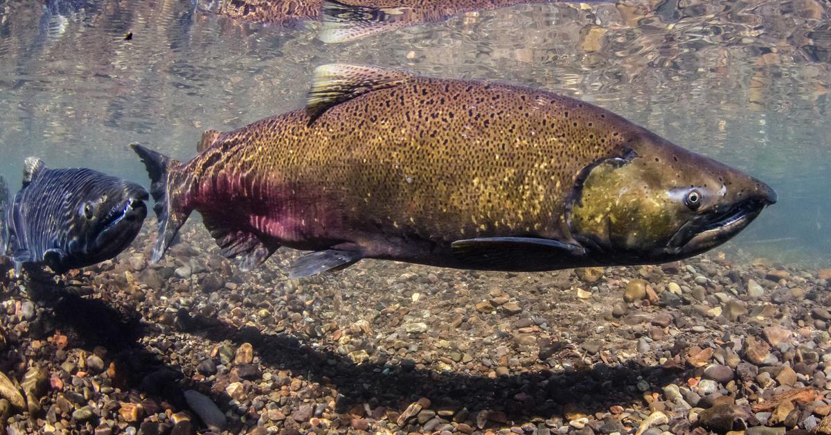 Pictures of Chinook Salmon