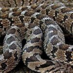 Pictures of Rhombic Egg-Eater Snake