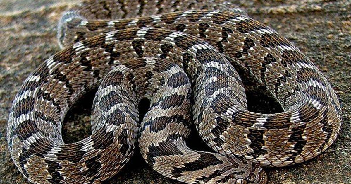 Pictures of Rhombic Egg-Eater Snake