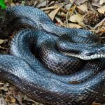 Pictures of Black Rat Snake