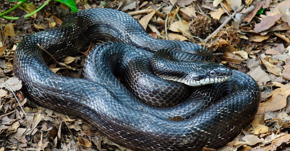 Pictures of Black Rat Snake