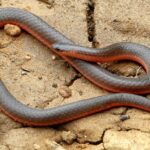 Pictures of Worm Snake