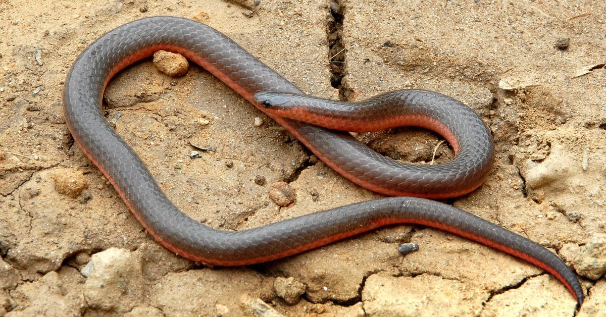 Pictures of Worm Snake