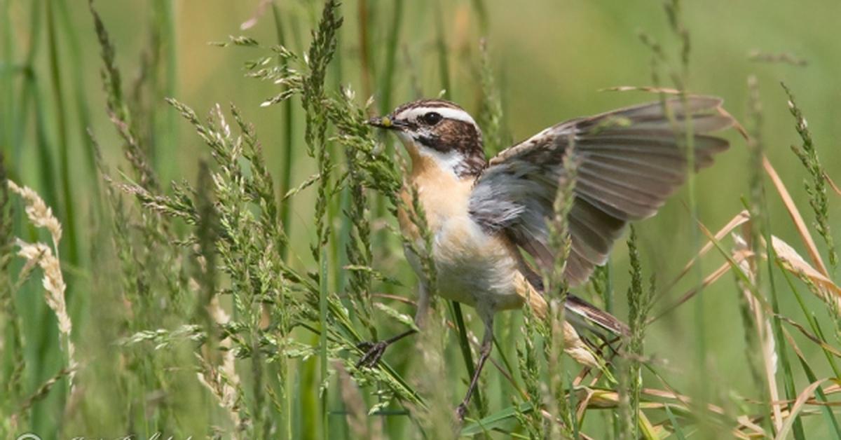 Pictures of Whinchat