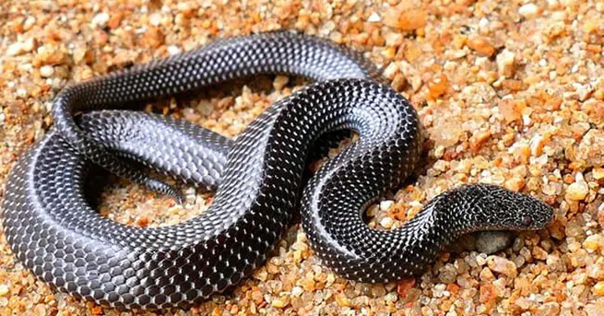 Pictures of Wolf Snake