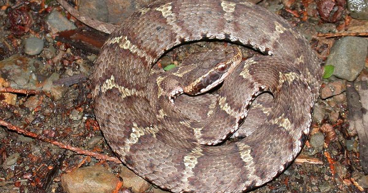 Pictures of Mamushi Snake