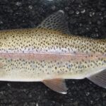 Pictures of Bull Trout