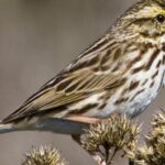 Pictures of Savannah Sparrow