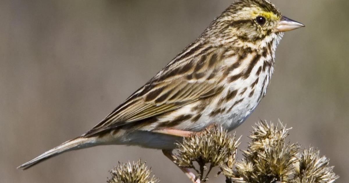 Pictures of Savannah Sparrow