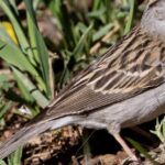 Pictures of Chipping Sparrow