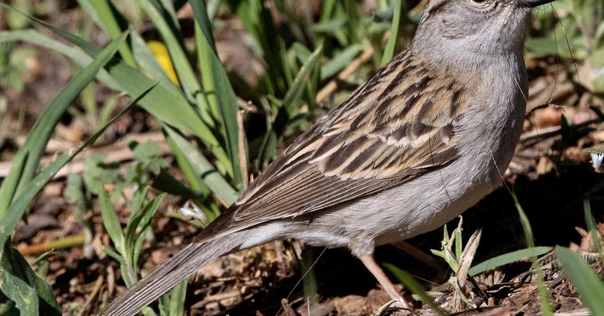 Pictures of Chipping Sparrow