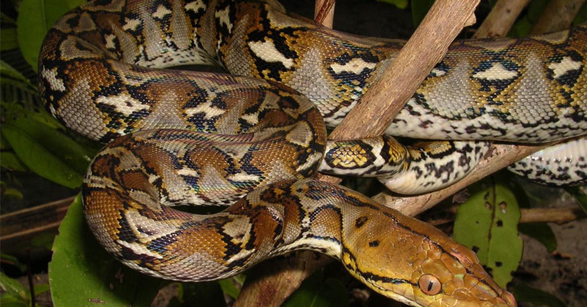 Pictures of Asian Vine Snake