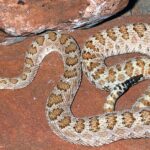 Pictures of Midget Faded Rattlesnake