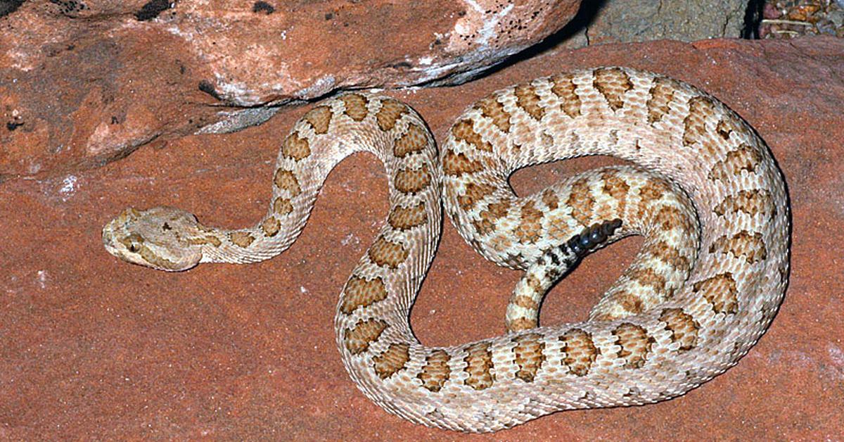 Pictures of Midget Faded Rattlesnake