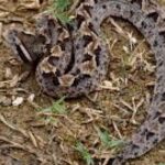 Pictures of Ground Snake