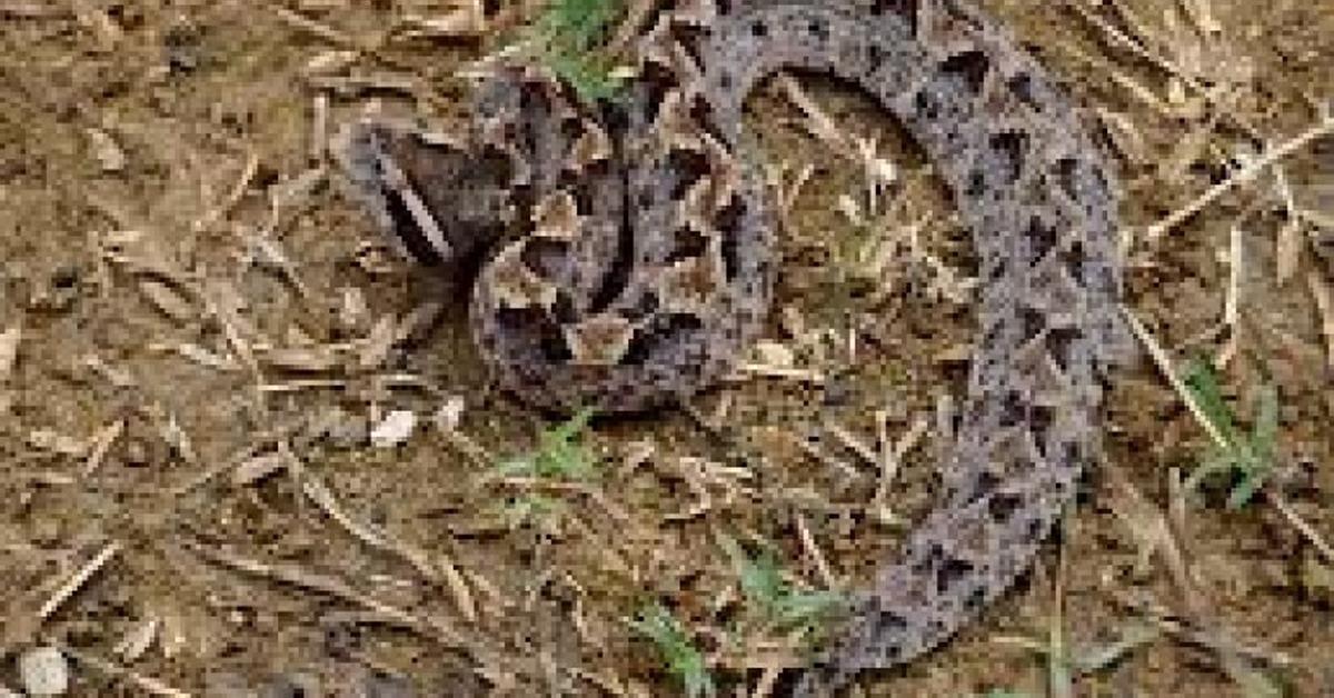 Pictures of Ground Snake