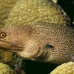 Pictures of Banana Eel