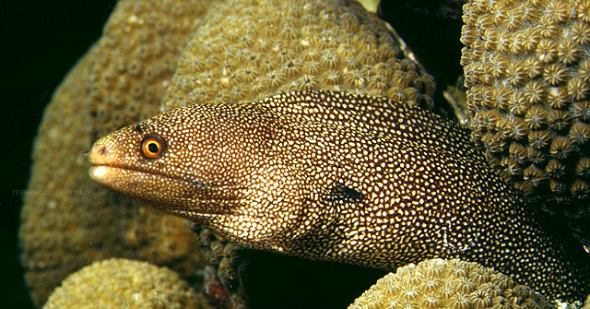 Pictures of Banana Eel