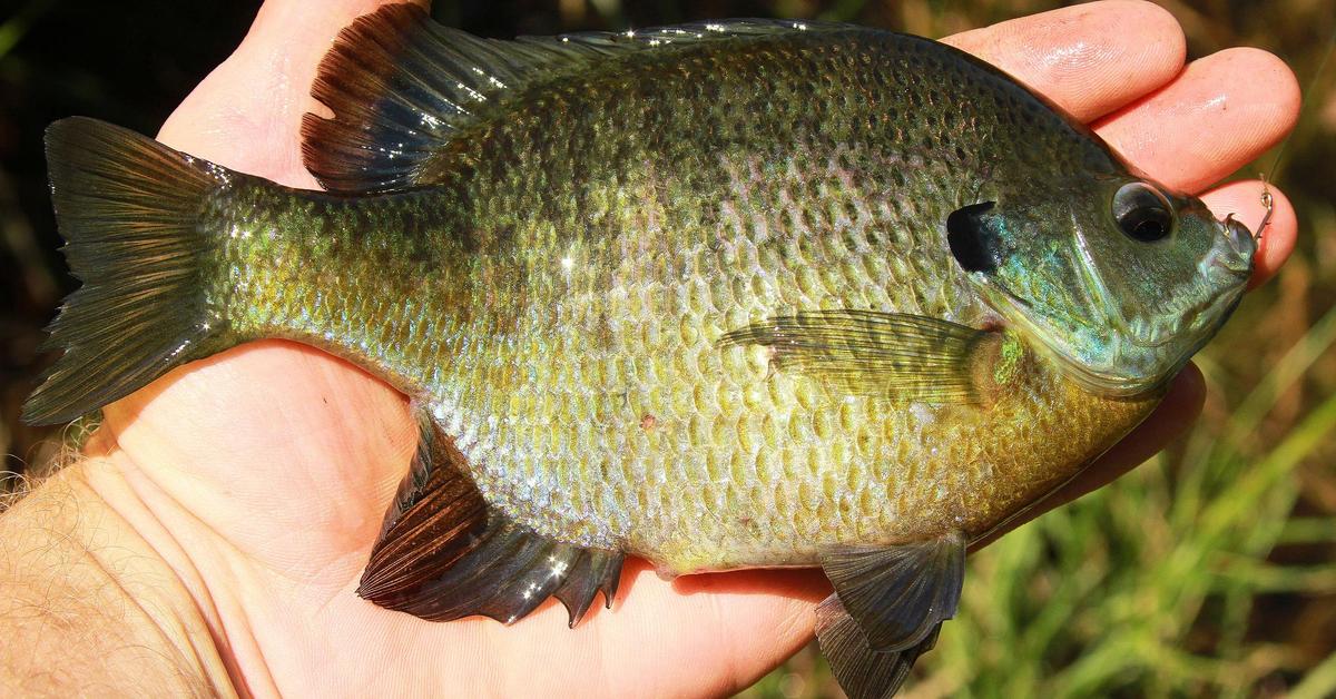 Pictures of Bluegill