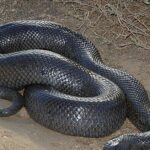 Pictures of Mole Snake