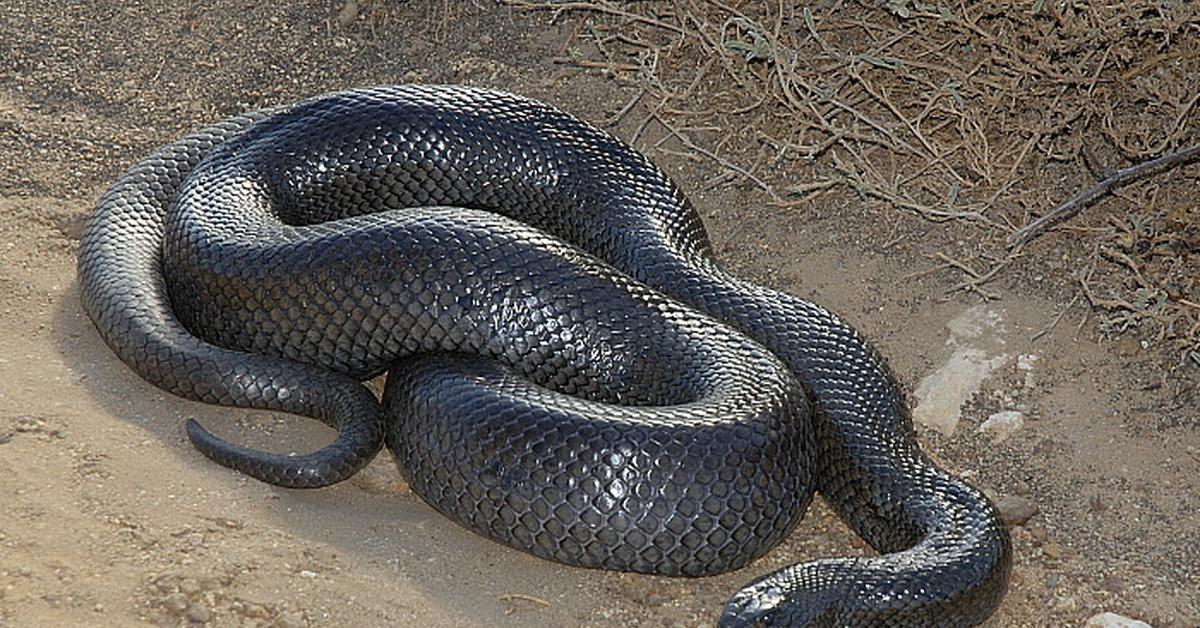 Pictures of Mole Snake