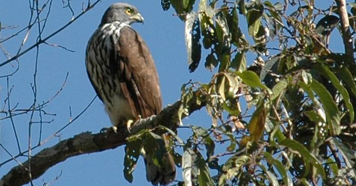 Pictures of Goshawk