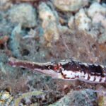 Pictures of Pipefish