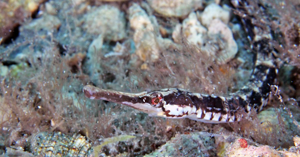 Pictures of Pipefish