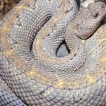 Pictures of Aruba Rattlesnake