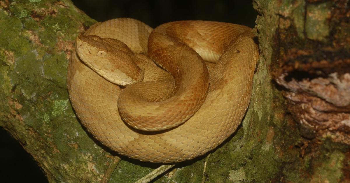 Pictures of Golden Lancehead