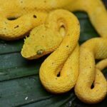 Pictures of Eyelash Viper