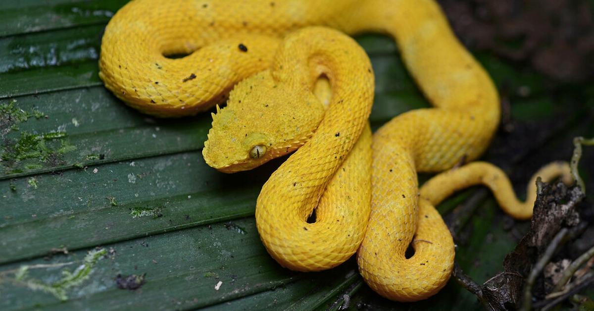 Pictures of Eyelash Viper