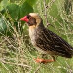 Pictures of Red-Billed Quelea Bird