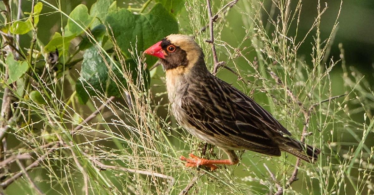 Pictures of Red-Billed Quelea Bird