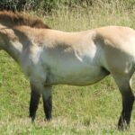 Pictures of Tennessee Walking Horse