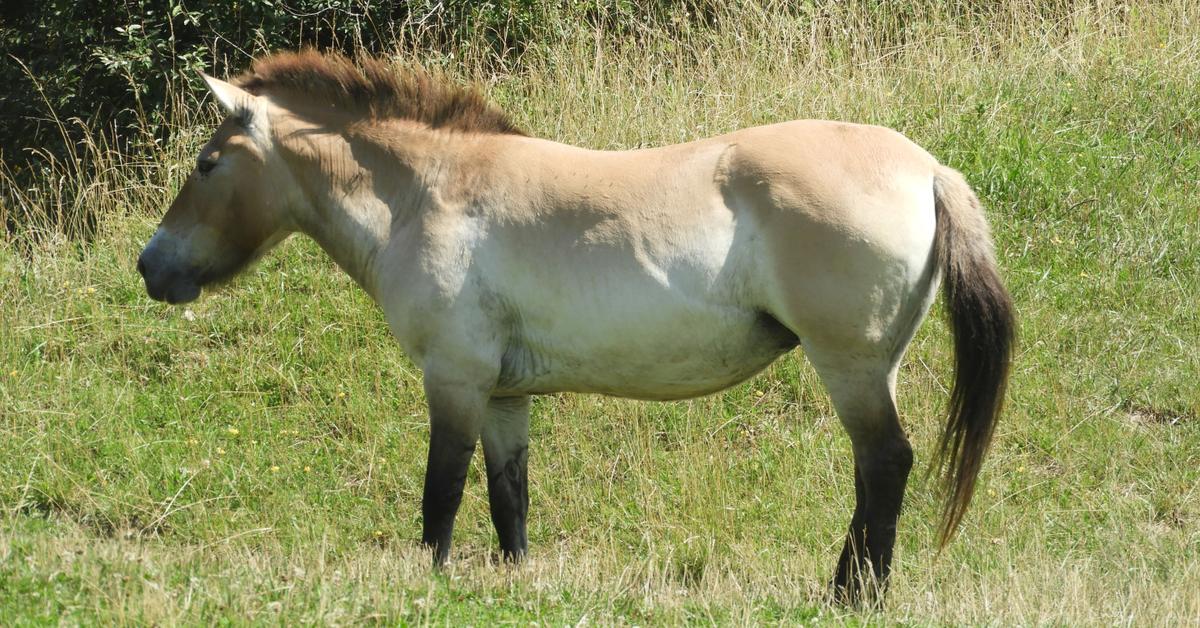 Pictures of Tennessee Walking Horse