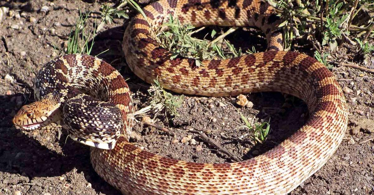 Pictures of Bullsnake